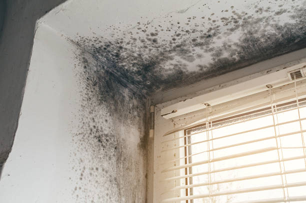 Affordable Mold Remediation solutions in Bridgewater, VA